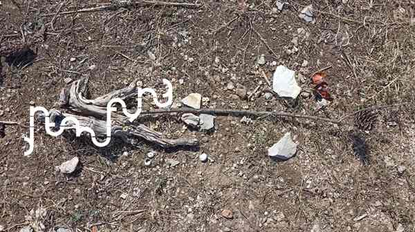 ditsa mandila seminario